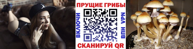 Псилоцибиновые грибы ЛСД  ОМГ ОМГ маркетплейс  Урень 